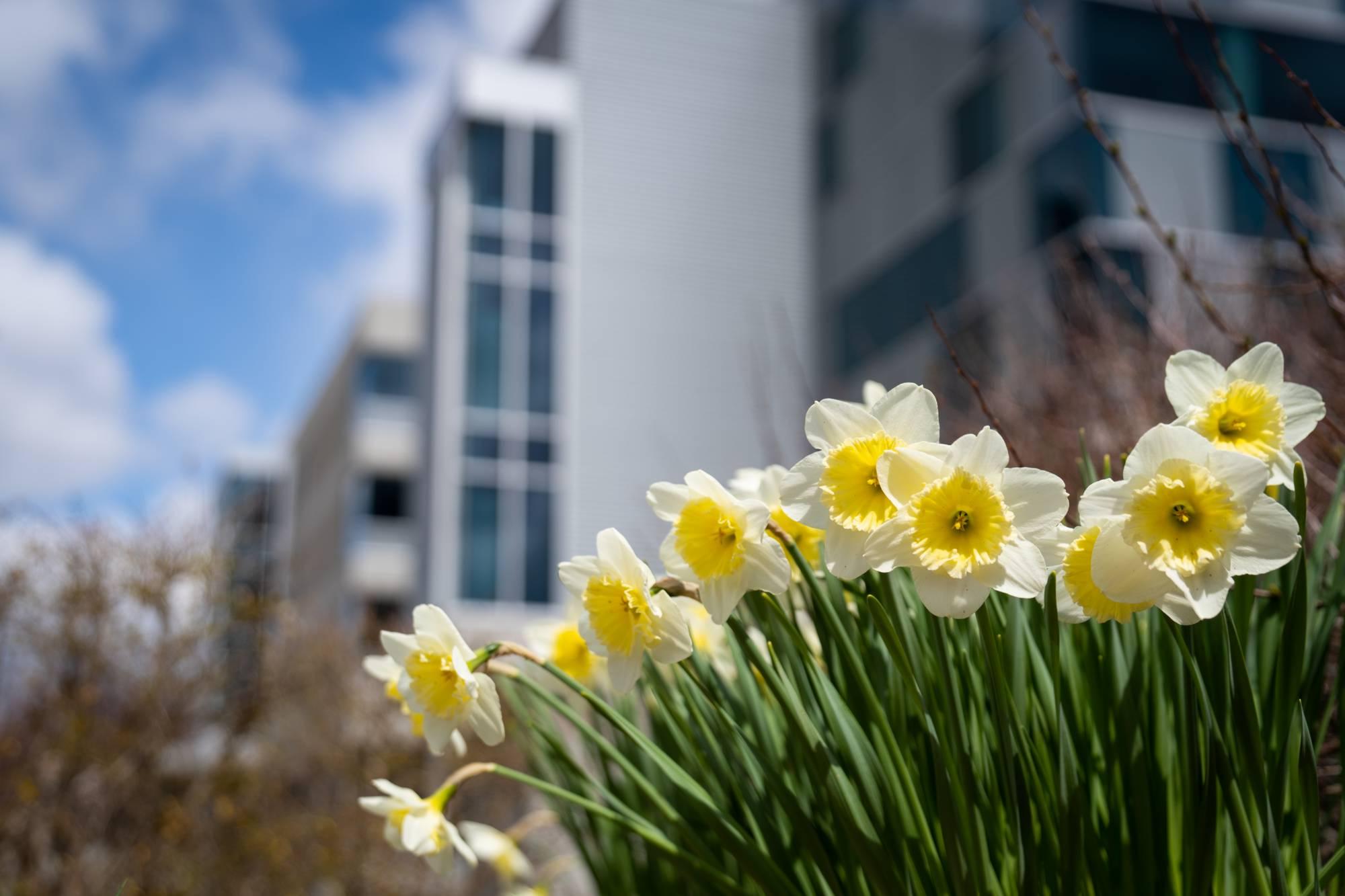 Spring flowers on campus